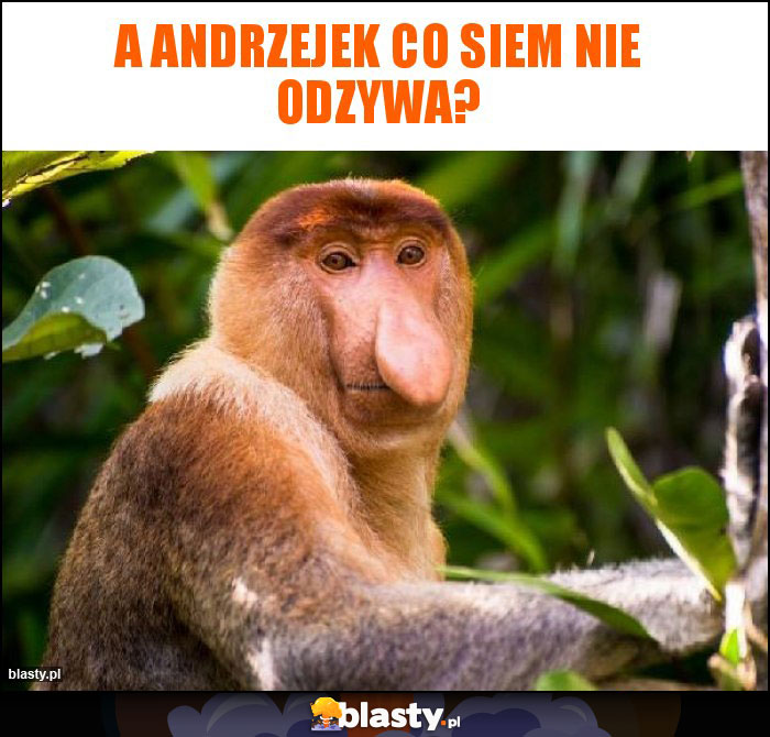 A Andrzejek co siem nie odzywa? A Andrzejek co siem nie odzywa?