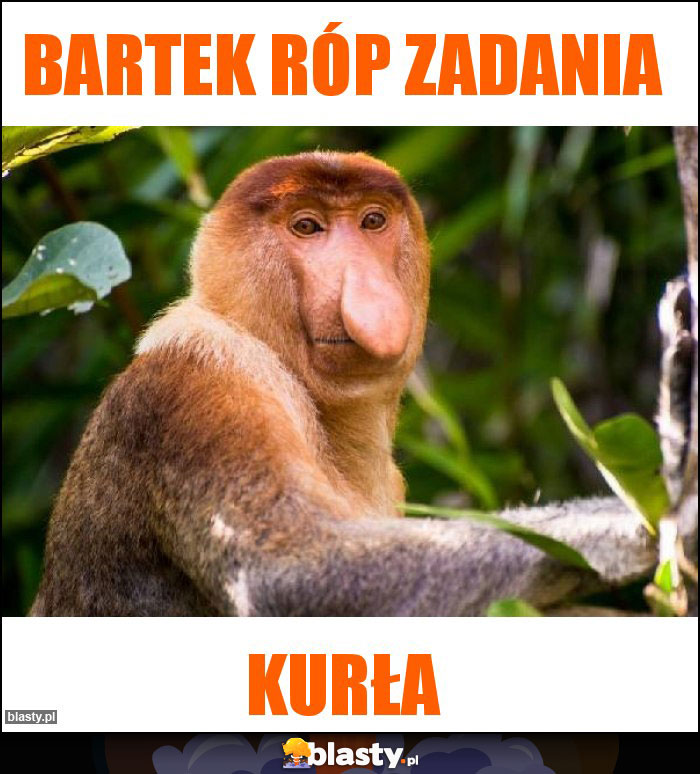 Bartek róp zadania Bartek róp zadania