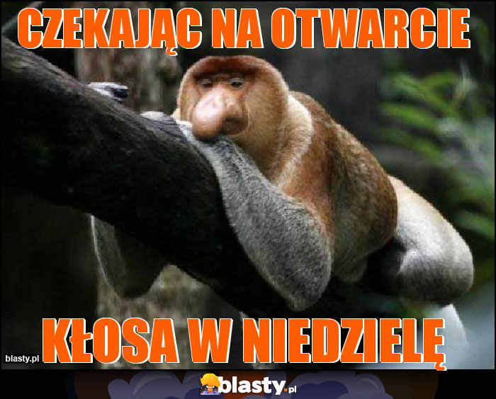 Czekając na otwarcie Czekając na otwarcie