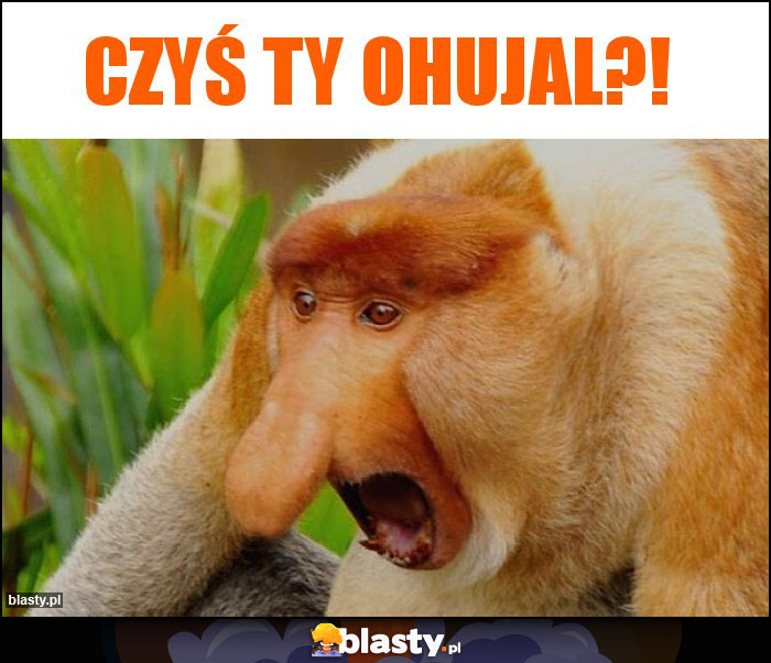 Czyś ty ohujal?! Czyś ty ohujal?!