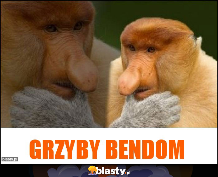 Grzyby bendom Grzyby bendom