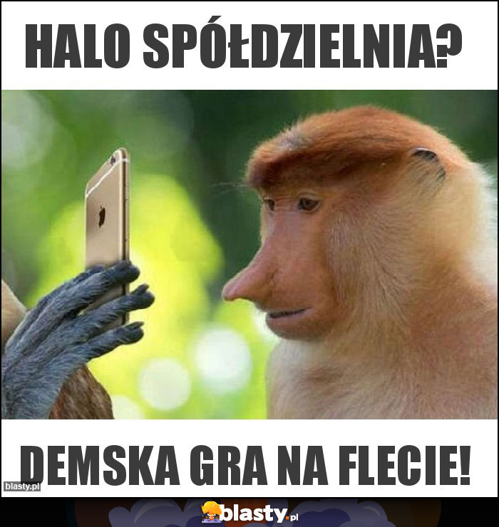Halo spółdzielnia? Halo spółdzielnia?
