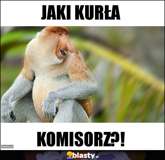 Jaki kurła Jaki kurła