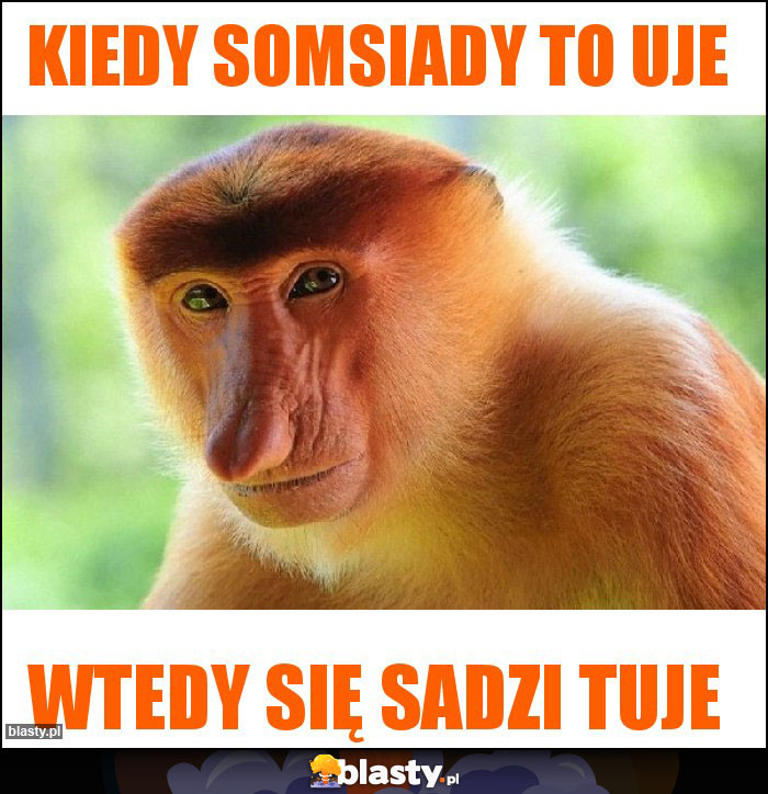 Kiedy somsiady to uje Kiedy somsiady to uje