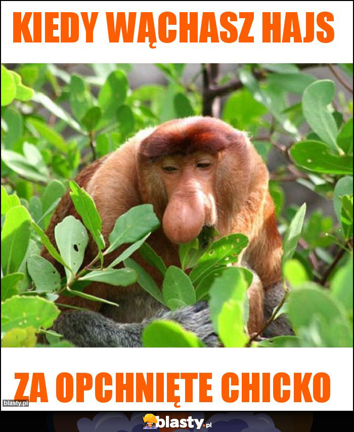 Kiedy wąchasz hajs Kiedy wąchasz hajs