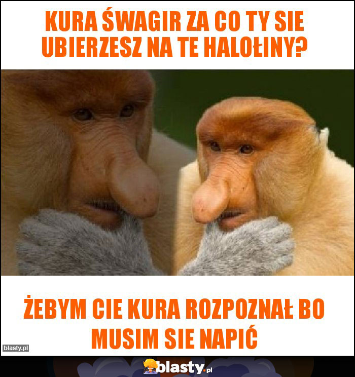 Kura śwagir za co ty sie ubierzesz na te halołiny? Kura śwagir za co ty sie ubierzesz na te halołiny?
