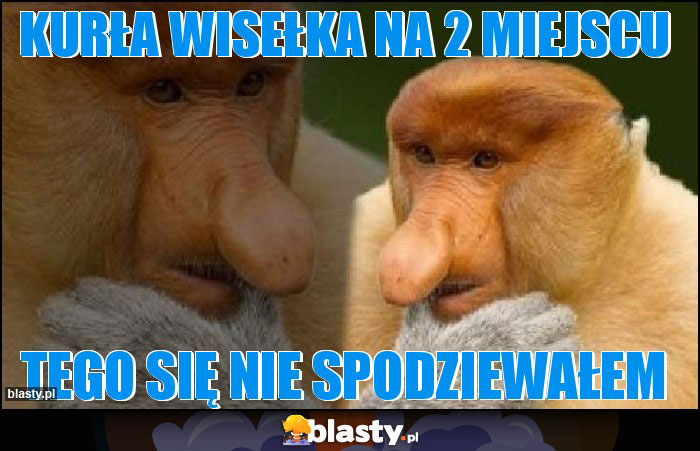 Kurła Wisełka na 2 miejscu Kurła Wisełka na 2 miejscu