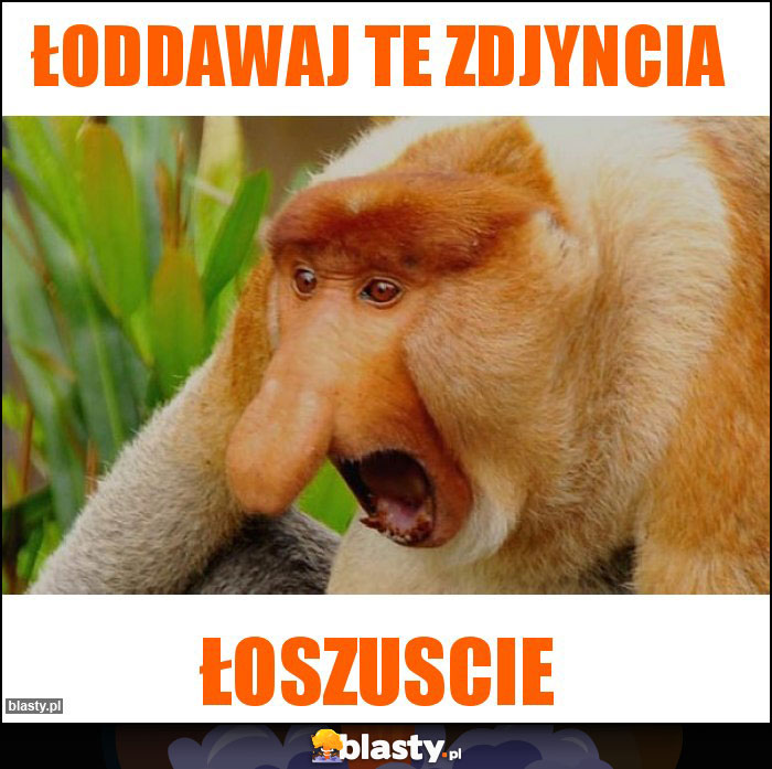 łoddawaj te zdjyncia łoddawaj te zdjyncia