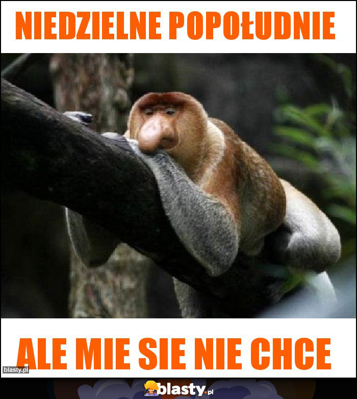 Niedzielne popołudnie