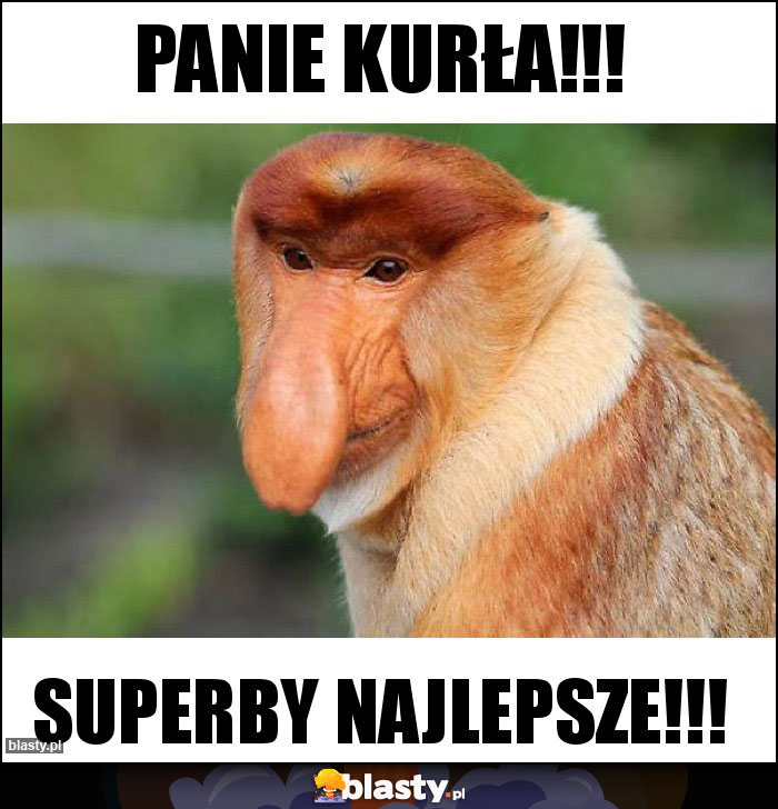 PANIE KURŁA!!! PANIE KURŁA!!!