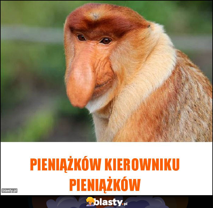 Pieniążków kierowniku pieniążków Pieniążków kierowniku pieniążków