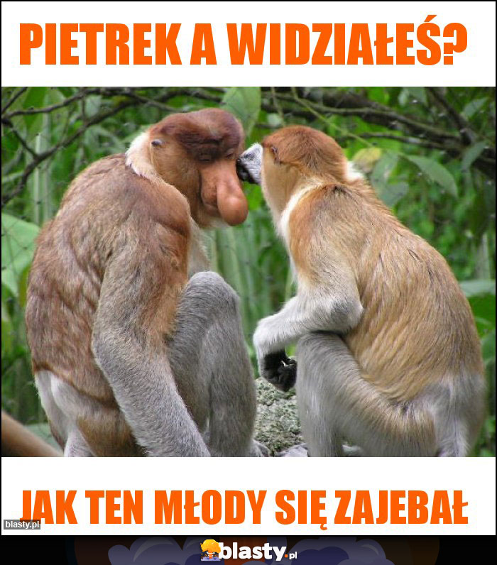 Pietrek a widziałeś? Pietrek a widziałeś?