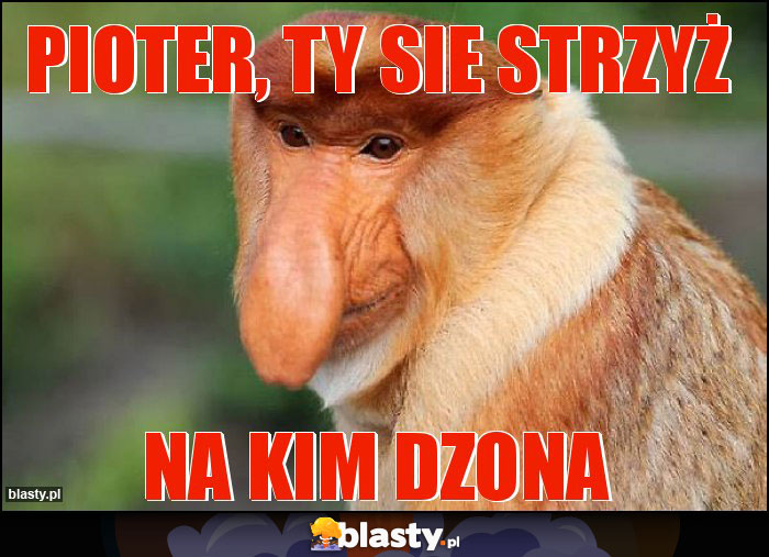 Pioter, ty sie strzyż Pioter, ty sie strzyż