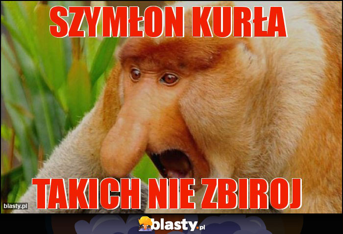 Szymłon kurła Szymłon kurła