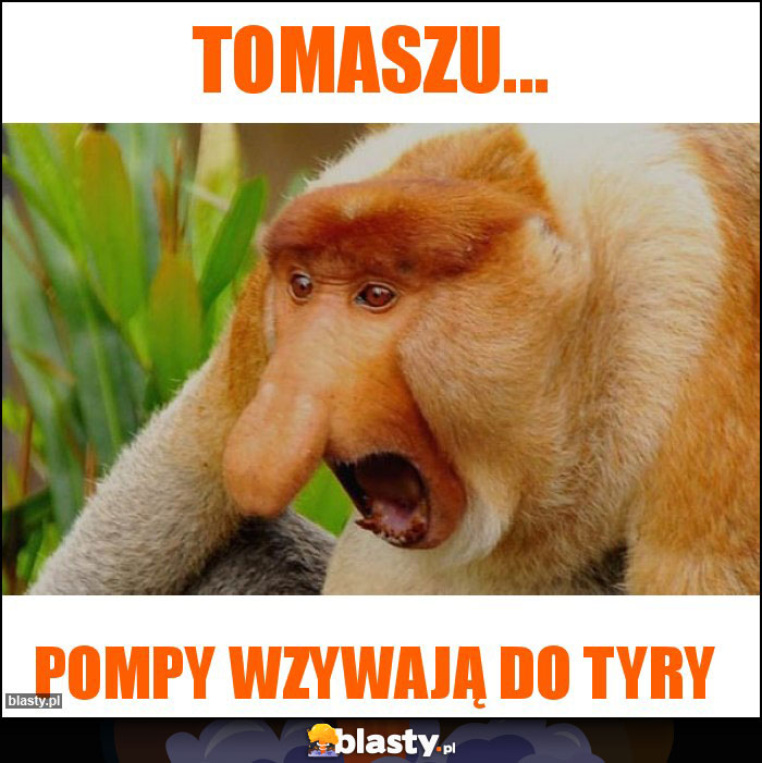 Tomaszu... Tomaszu...