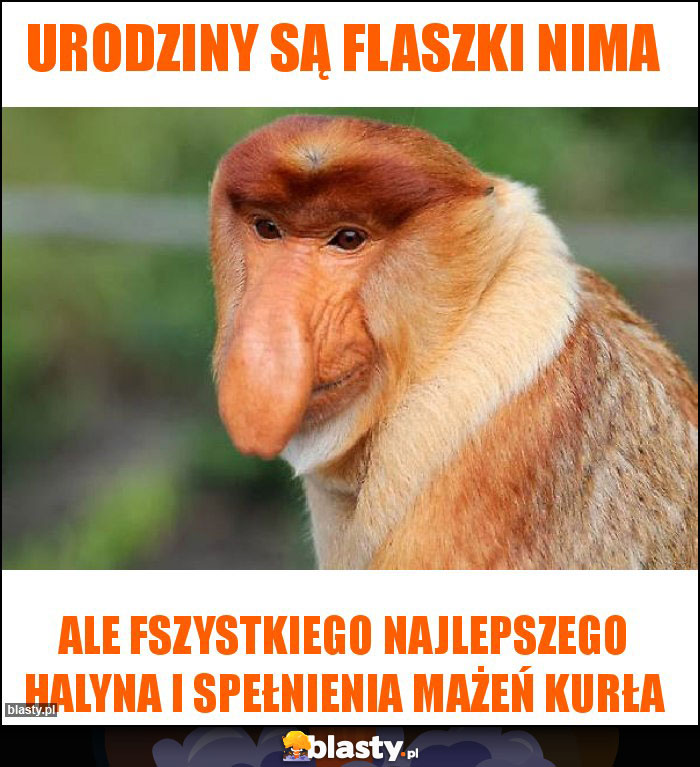 Urodziny są flaszki nima