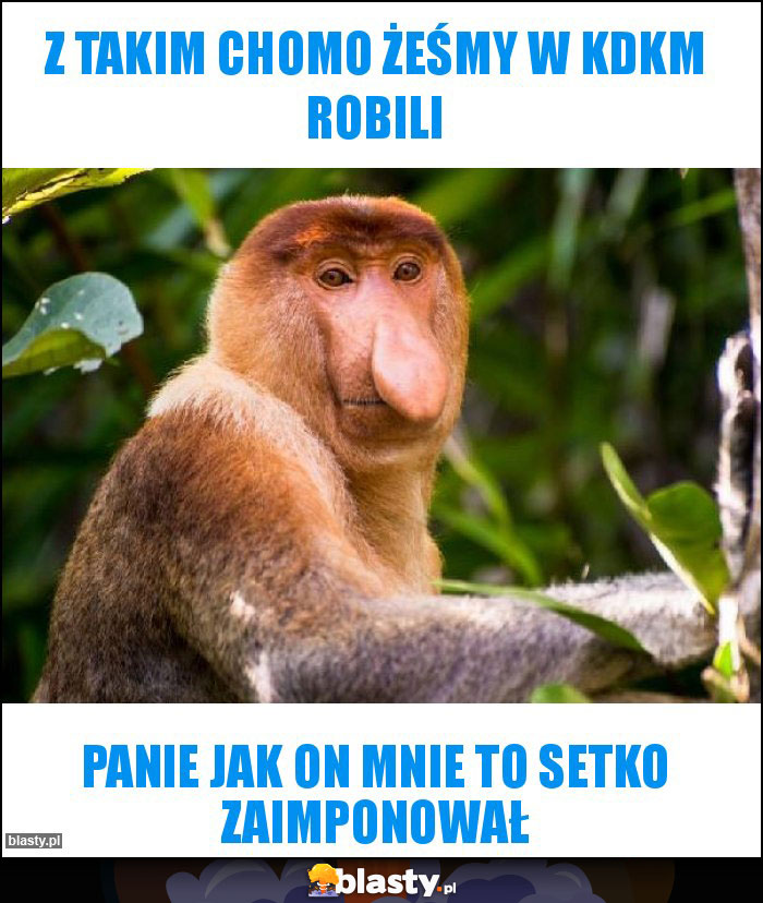Z takim chomo żeśmy w KDKM robili Z takim chomo żeśmy w KDKM robili