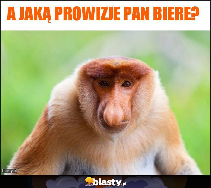 A jaką prowizje Pan biere? A jaką prowizje Pan biere?