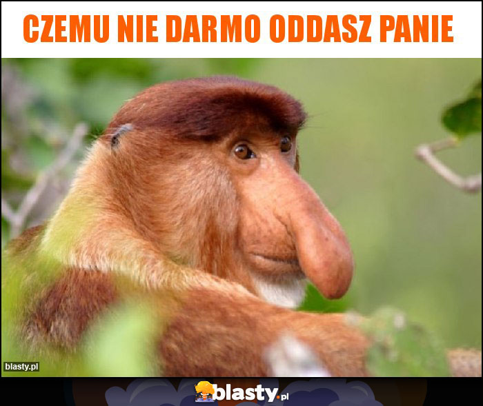 czemu nie darmo oddasz panie czemu nie darmo oddasz panie