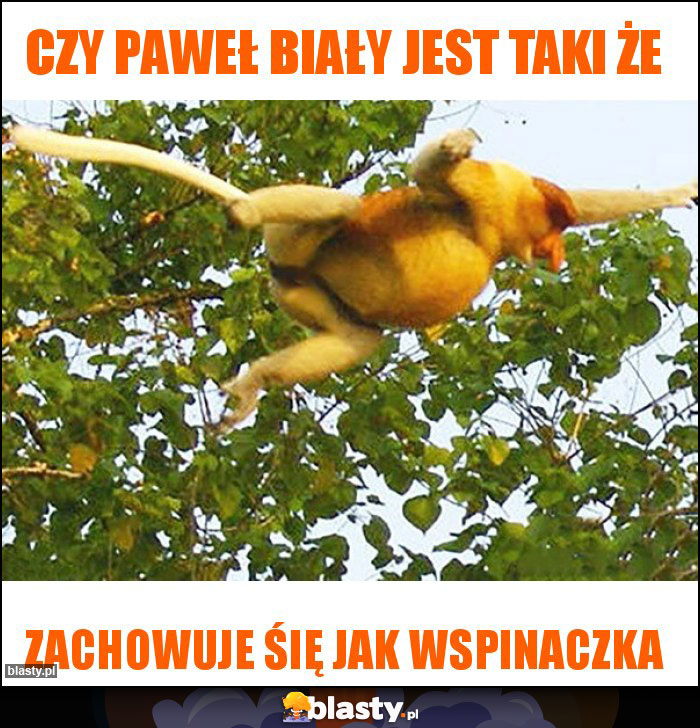 Czy Paweł biały jest taki że Czy Paweł biały jest taki że