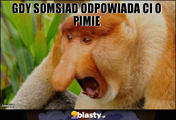 Gdy somsiad odpowiada Ci o PIMie Gdy somsiad odpowiada Ci o PIMie