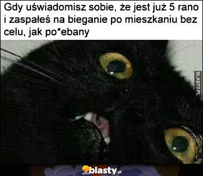 Gdy uświadomisz sobie, że jest już 5 rano i zaspałeś na bieganie po mieszkaniu bez celu jak porąbany kot