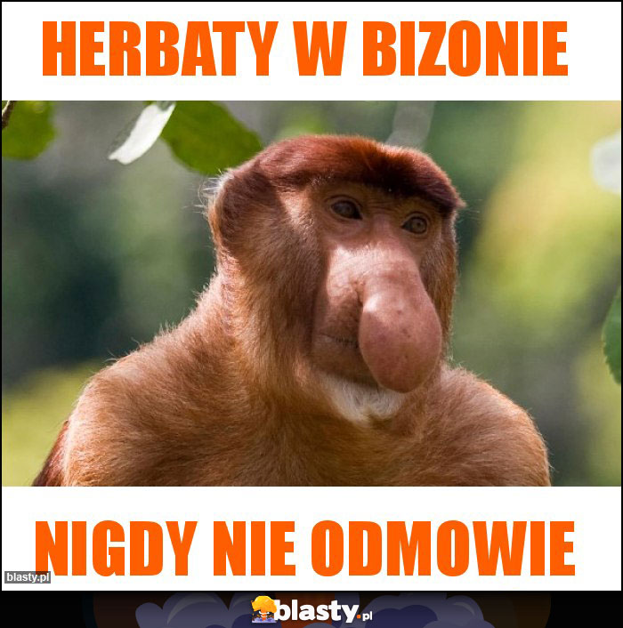 Herbaty w bizonie