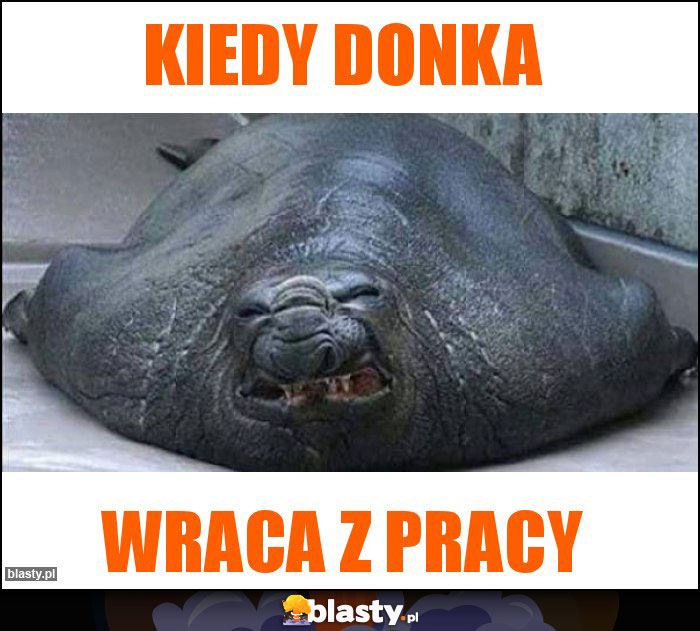 Kiedy Donka Kiedy Donka