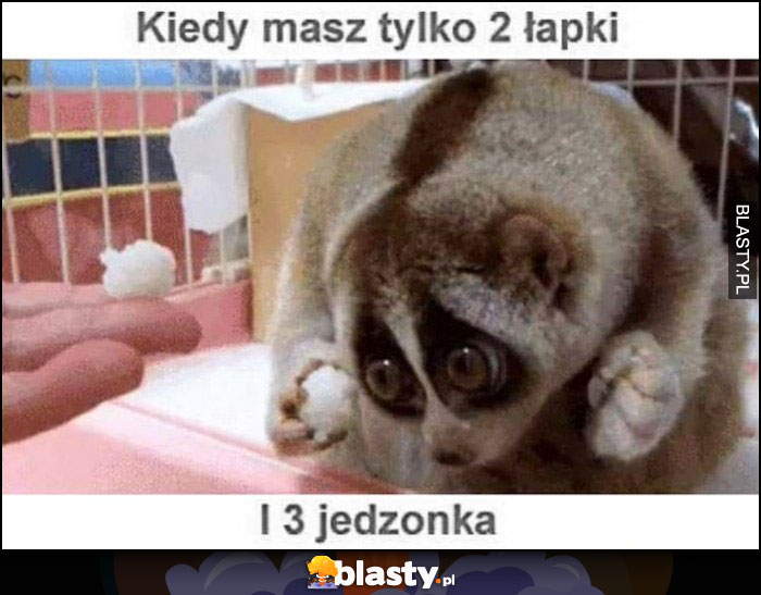 Kiedy masz tylko 2 łapki i 3 jedzonka