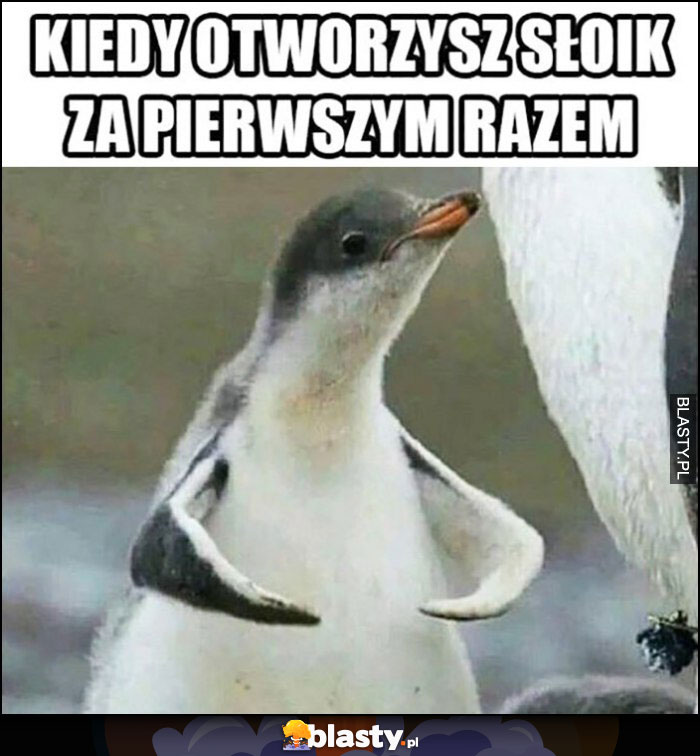 Kiedy otworzysz słoik za pierwszym razem silny pingwinek