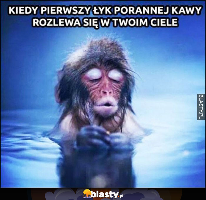 Kiedy pierwszy łyk porannej kawy rozlewa się po Twoim ciele małpka