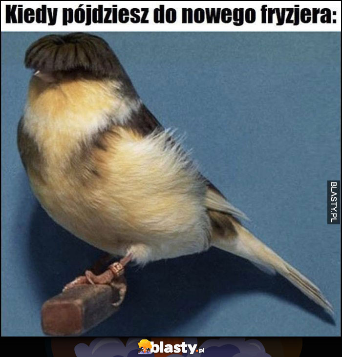 Kiedy pójdziesz do nowego fryzjera głupia fryzura ptak ptaszek