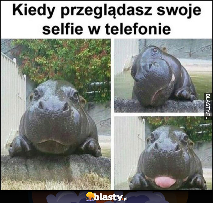 Kiedy przeglądasz swoje selfie w telefonie hipopotam