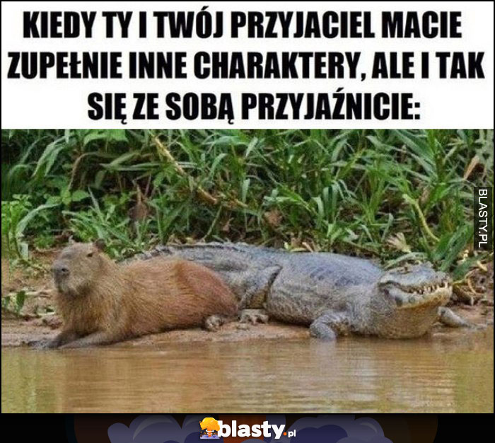 Kiedy Ty i Twój przyjaciel macie zupełnie inne charaktery, ale i tak się ze sobą przyjaźnicie aligator bóbr