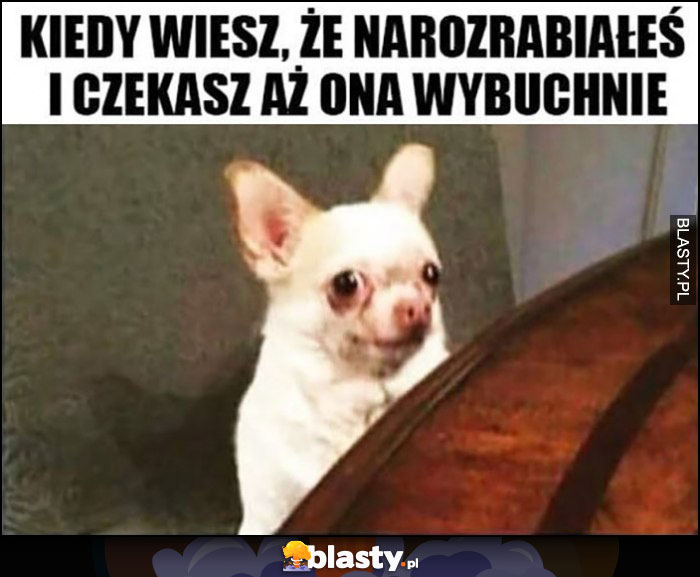 Kiedy wiesz, że narozrabiałeś i czekasz aż ona wybuchnie przestraszony pies