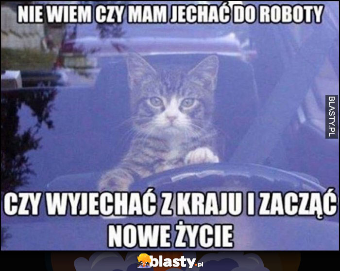 Kot kierowca nie wiem czy mam jechać do roboty czy wyjechać z kraju i zacząć nowe życie