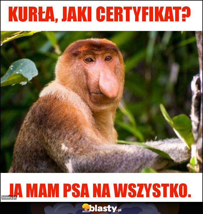 Kurła, jaki certyfikat? Kurła, jaki certyfikat?