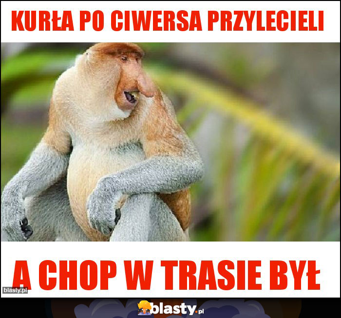 Kurła po ciwersa przylecieli Kurła po ciwersa przylecieli