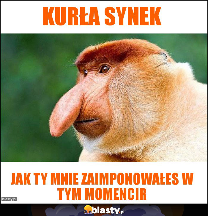 Kurła synek Kurła synek