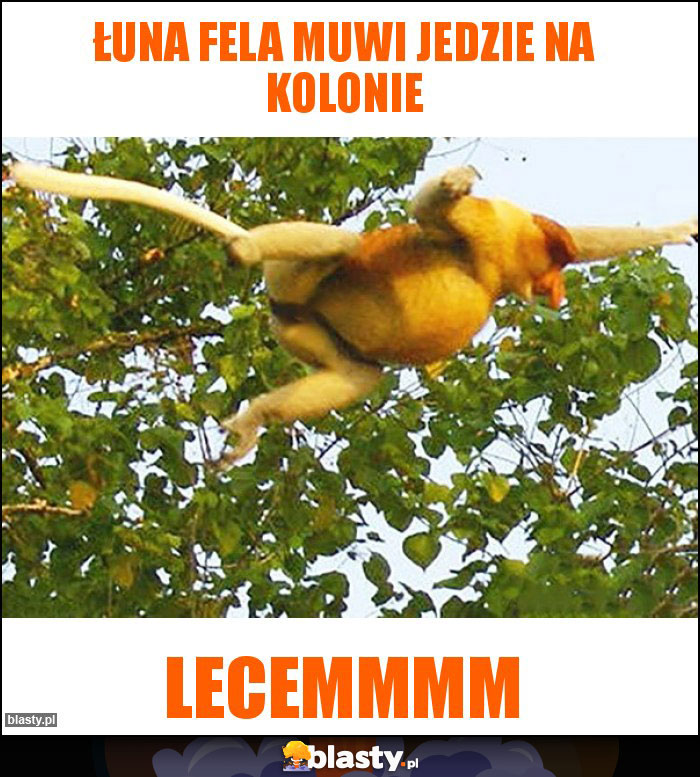 Łuna Fela muwi jedzie na kolonie Łuna Fela muwi jedzie na kolonie