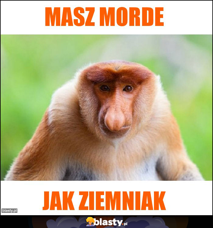 MASZ MORDE MASZ MORDE