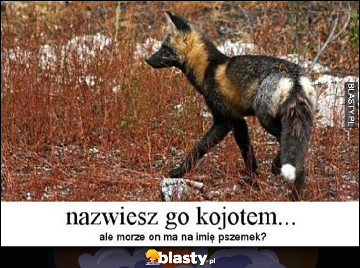 Nazwiesz go kojotem a może on ma na imię Pszemek?