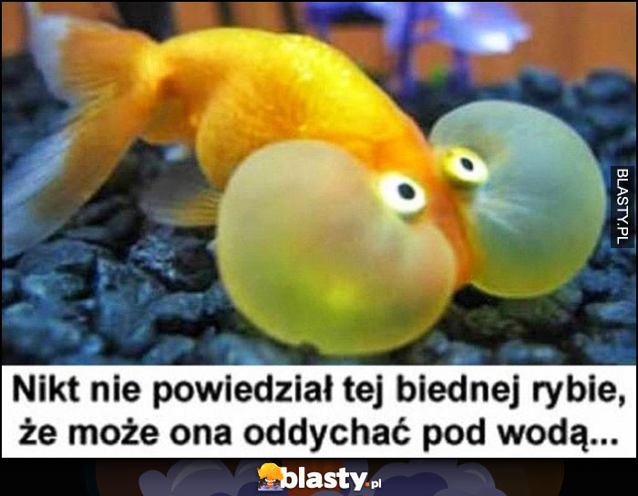 Nikt nie powiedział tej biednej rybie, że może ona oddychać pod wodą