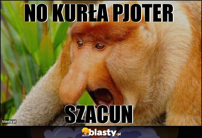 No kurła pjoter No kurła pjoter