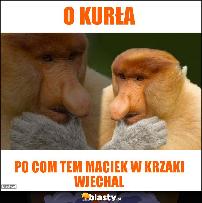 O kurła