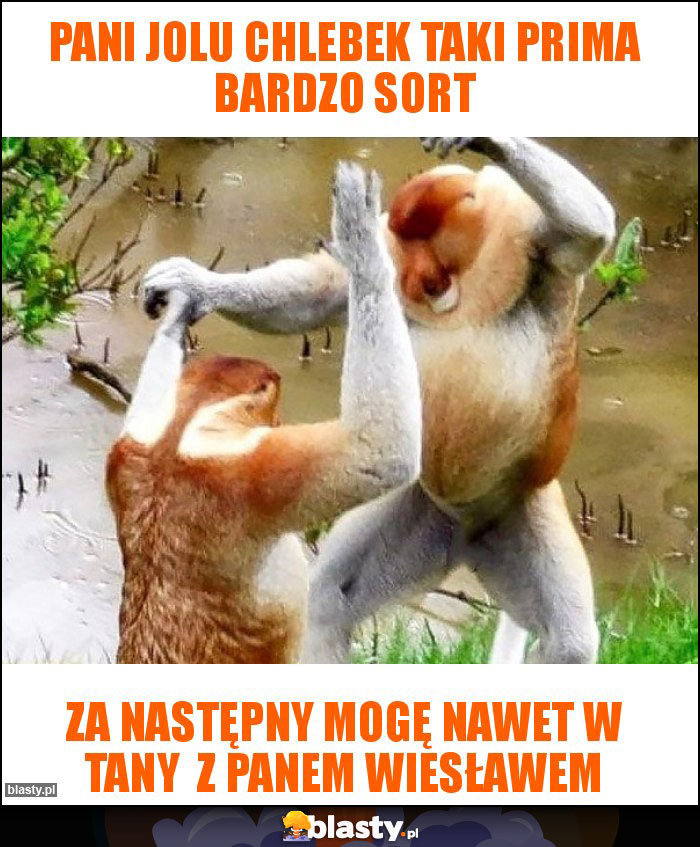 Pani Jolu chlebek taki prima bardzo sort Pani Jolu chlebek taki prima bardzo sort