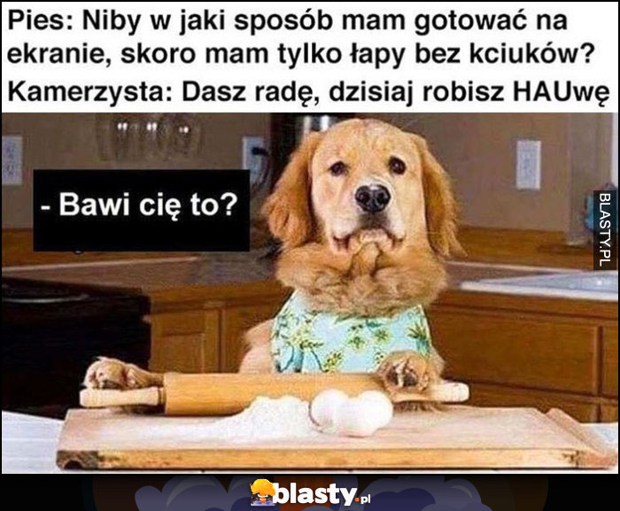 Pies: jak mam gotować jak nie mam kciuków, kamerzysta: dasz radę, dzisiaj robisz hauwę, bawi Cię to?