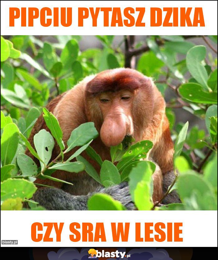 Pipciu Pytasz dzika Pipciu Pytasz dzika