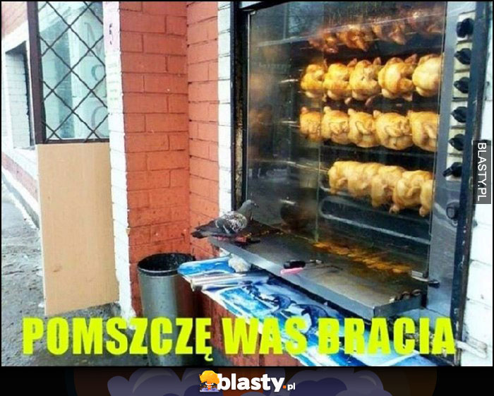 Pomszczę was braca gołąb ogląda kurczaki na rożnie kebab