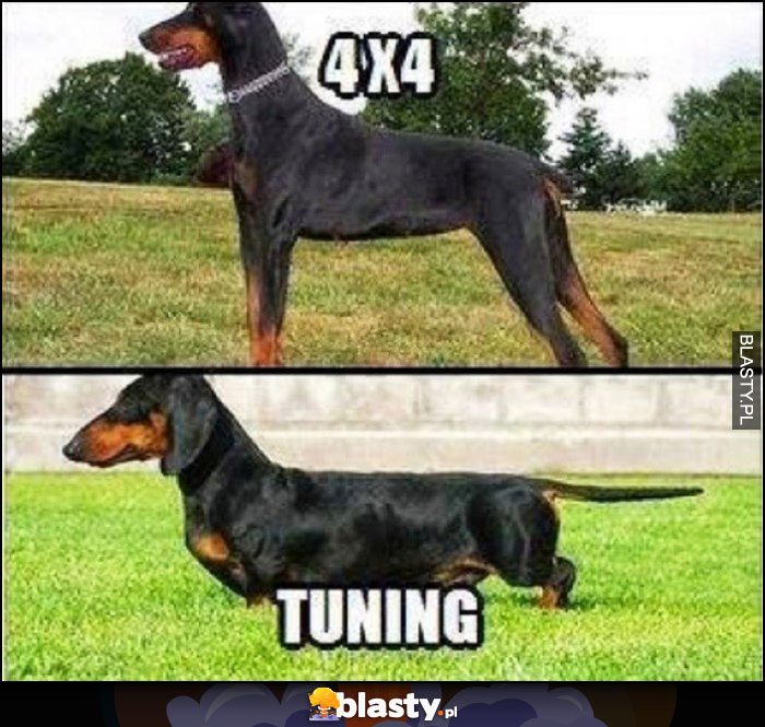 Psy 4x4 vs tuning obniżone zawieszenie